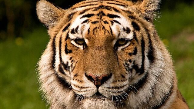 WWF: популяция диких животных за 40 лет сократилась на 58%