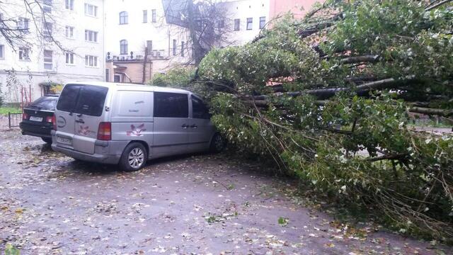 На ул. Багратиона тополь упал на припаркованные автомобили