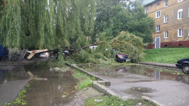 В понедельник в Калининградской области повалило ветром 34 дерева  