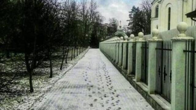 Выпал и исчез: калининградцы поделились фотографиями мартовского снега