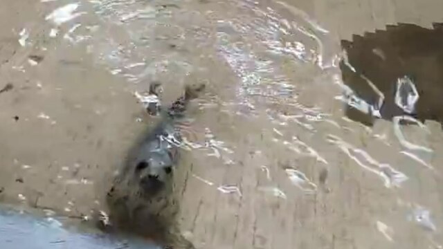 В зоопарке показали, как найденные на берегу Балтийского моря тюленята учатся есть самостоятельно (видео)