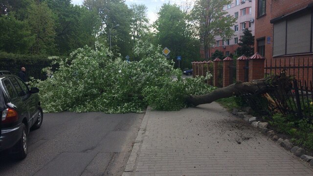 В Калининграде у Ботанического сада на проезжую часть и тротуар упало дерево