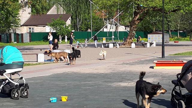 В Космодемьянском из-за жалоб местных жителей отловили собак с жёлтыми бирками (видео)