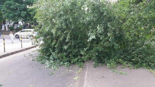 В Калининграде упавшая от порыва ветра черёмуха заблокировала движение на ул. Репина (фото)