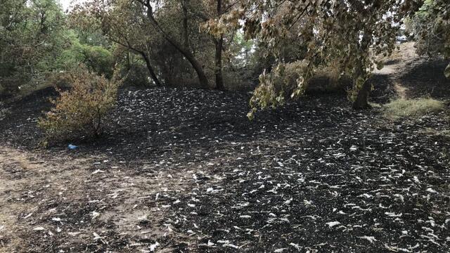 На Балтийской косе из-за тополиного пуха произошло несколько пожаров (фото, видео)