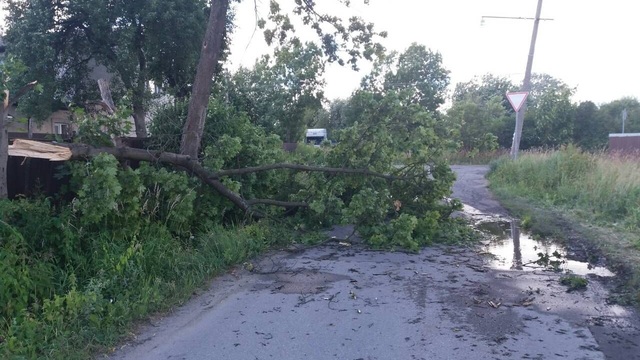 В Калининграде на Северной горе упавшее дерево перегородило проезжую часть 