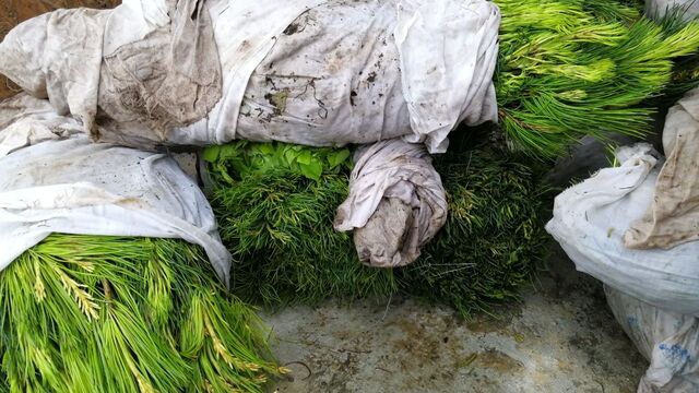 В Зеленоградск привезли более 30 тысяч саженцев кедра с Сахалина