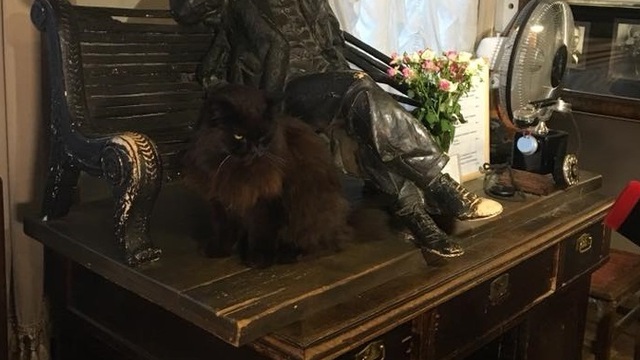 Похищенного из “Булгаковского дома” кота Бегемота подкинули к Театру Моссовета
