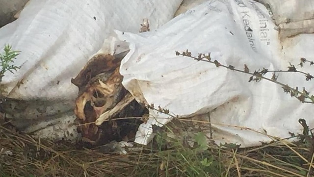Экологи обнаружили под Зеленоградском свалку со свиными останками (фото)