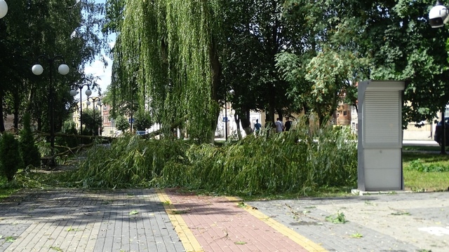 В Гусеве сильный ветер обломал крупные ветви деревьев и повалил ствол (фото, видео)