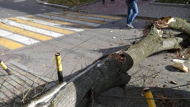 В Калининграде рухнувшее дерево заблокировало проезд по ул. Тюленина (фото)