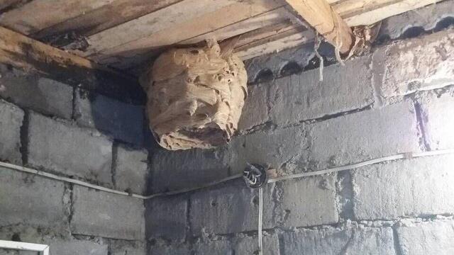 Под Калининградом рабочие не могли попасть в трансформаторную подстанцию, в которой поселились осы и шершни