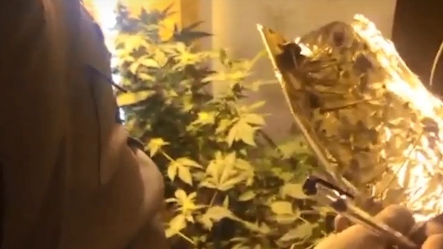 В квартире калининградца обнаружили плантацию конопли и галлюциногенные грибы (видео)