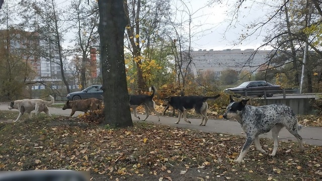 В Калининграде бездомные собаки повредили Hyundai, пока ловили кошку (фото)
