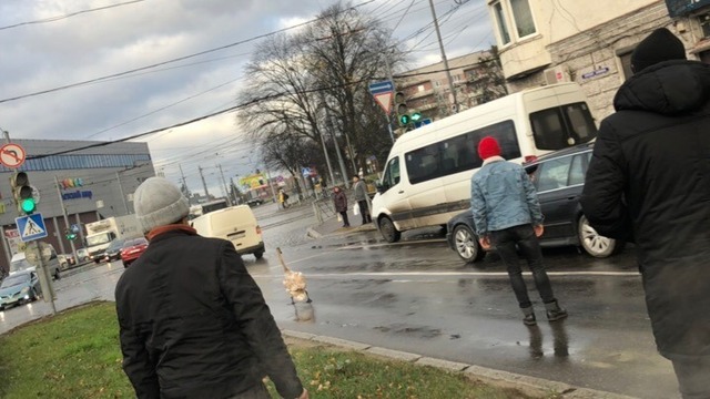 На проспекте Калинина бегавший по дороге лебедь помешал движению машин (фото, видео)