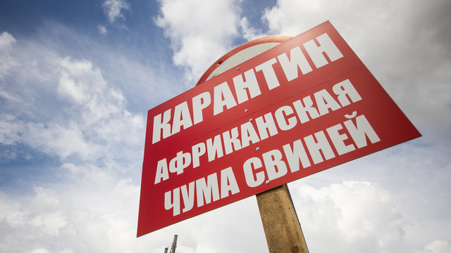 Россельхознадзор предупредил о новых вспышках африканской чумы свиней в 2019 году
