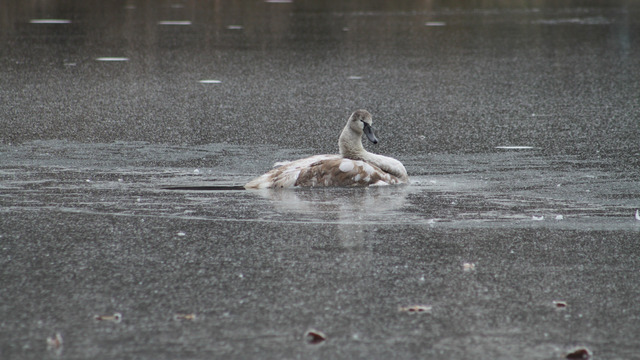 В Немане спасли примёрзшего ко льду лебедя 