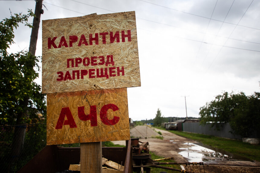 Из-за вспышки вируса АЧС на крупнейшей в области свиноферме под угрозой заражения оказались ещё два посёлка - Новости Калининграда | Александр Подгорчук / Архив "Клопс"