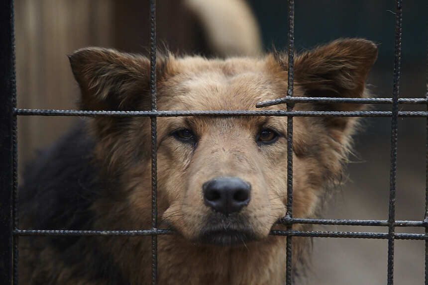 Александр Подгорчук / "Клопс"