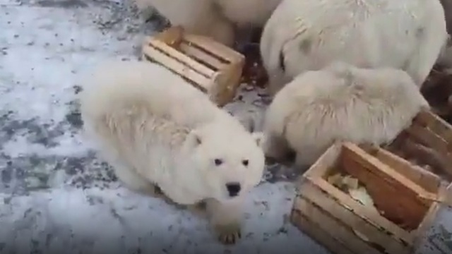 В Архангельской области ввели режим ЧС из-за нашествия белых медведей (видео)