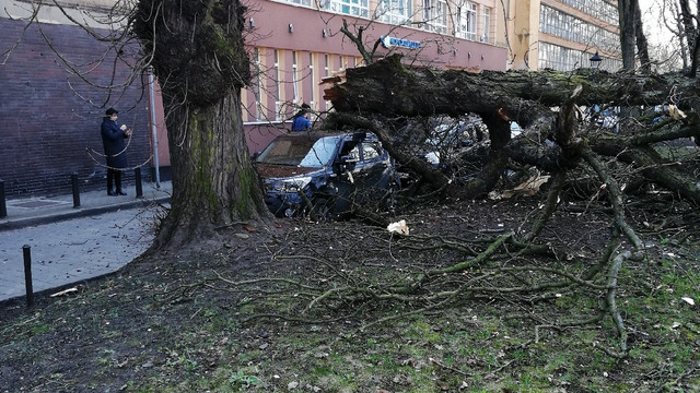 На проспекте Мира в Калининграде из-за ветра дерево рухнуло на машину (фото)