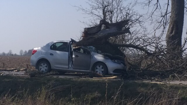 В Краснознаменском районе дерево рухнуло на ехавшую по дороге машину (фото)