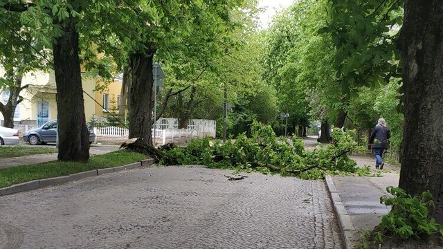 В Калининграде упавшие из-за ветра деревья заблокировали проезд на нескольких улицах (фото)