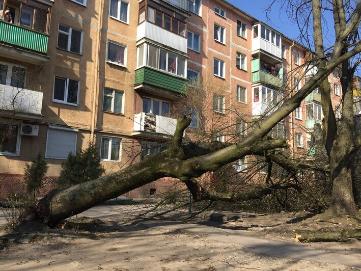 На проспекте Мира в Калининграде из-за ветра дерево рухнуло на машину (фото) - Новости Калининграда | Александр Подгорчук / "Клопс"