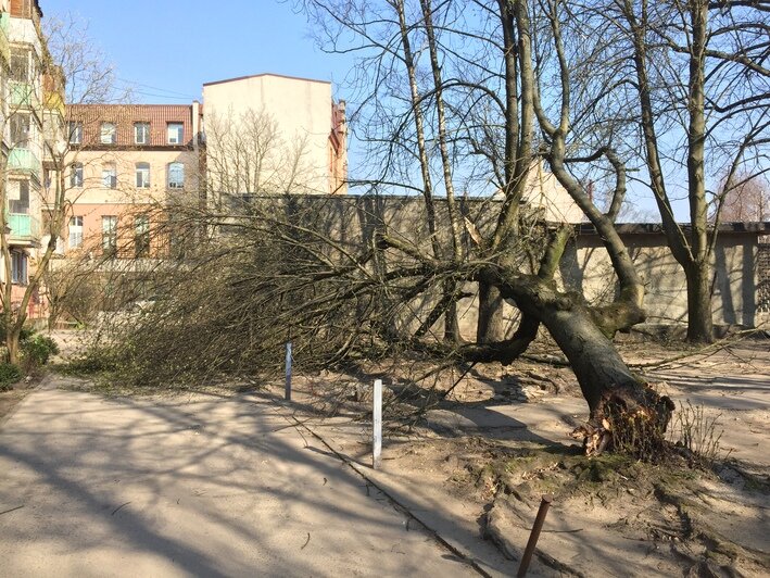 На проспекте Мира в Калининграде из-за ветра дерево рухнуло на машину (фото) - Новости Калининграда | Александр Подгорчук / "Клопс"
