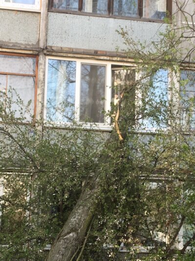 На ул. Батальной ветер повалил дерево на балкон жилой многоэтажки (фото)  - Новости Калининграда | Фото: читатель "Клопс"