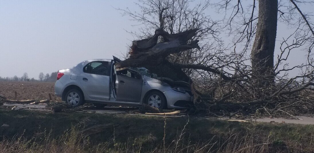 В Краснознаменском районе дерево рухнуло на ехавшую по дороге машину (фото) - Новости Калининграда | Фото: очевидец