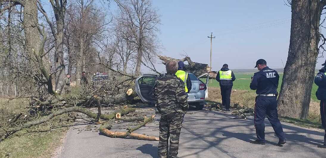 В Краснознаменском районе дерево рухнуло на ехавшую по дороге машину (фото) - Новости Калининграда | Фото: очевидец