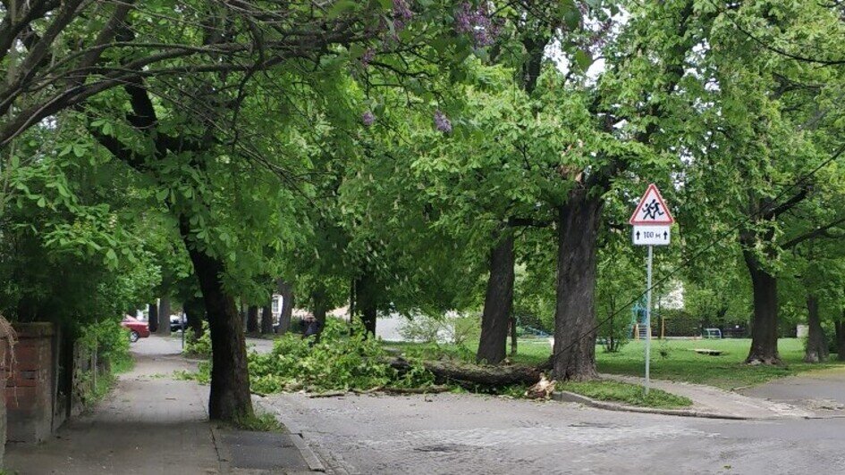 В Калининграде упавшие из-за ветра деревья заблокировали проезд на нескольких улицах (фото) - Новости Калининграда | Фото очевидца