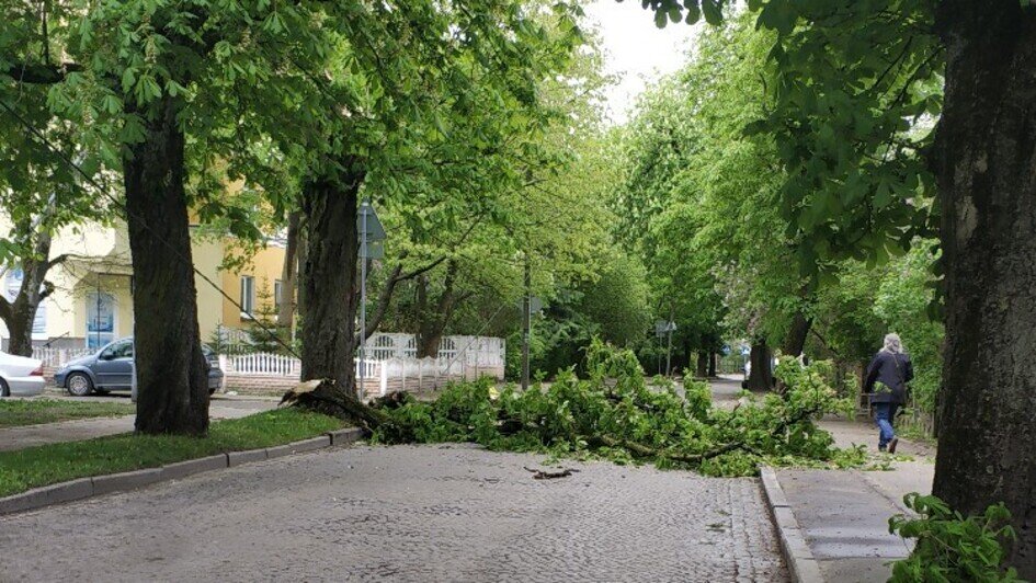В Калининграде упавшие из-за ветра деревья заблокировали проезд на нескольких улицах (фото) - Новости Калининграда | Фото очевидца