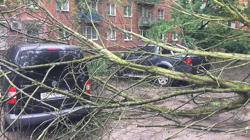 На перекрёстке Соммера — Рокоссовского на две машины упало дерево (фото) - Новости Калининграда | Фото: Александр Подгорчук / "Клопс"