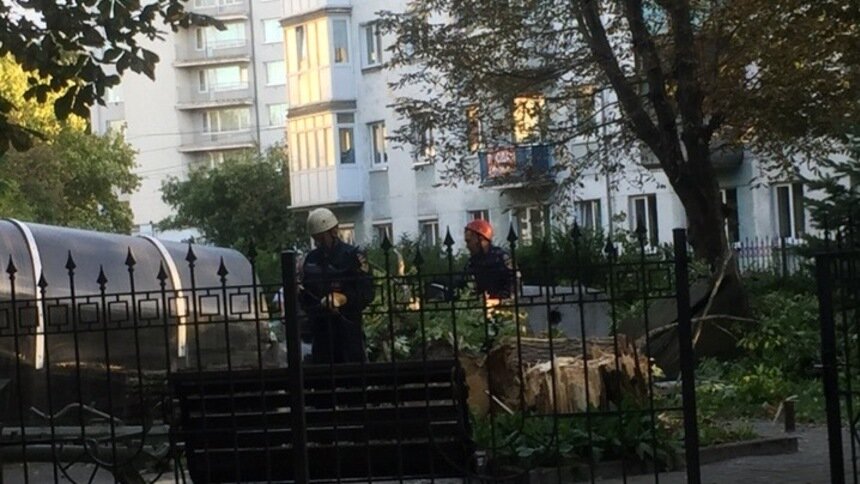 Очевидцы: в Калининграде на музей "Бункер" упало дерево - Новости Калининграда | Фото очевидца