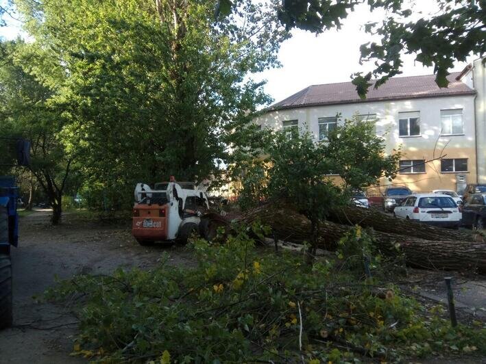 На ул. Рокоссовского убирают дерево, рухнувшее на припаркованные автомобили (фото) - Новости Калининграда | Фото: "Клопс"