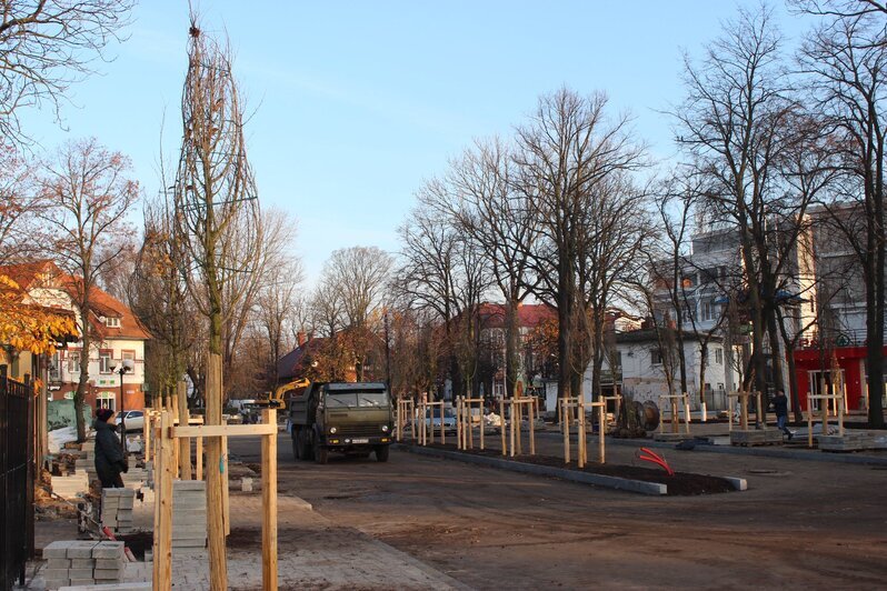 В Зеленоградске высадят вязы и боярышник из немецкого питомника   - Новости Калининграда | Фото: газета "Волна" / Facebook