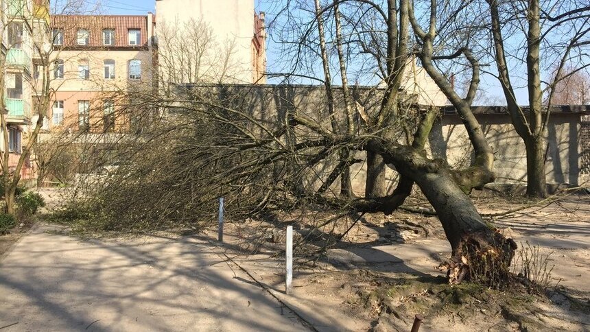 Где в Калининграде сохранят зелёные зоны: список улиц   - Новости Калининграда | Архив "Клопс"