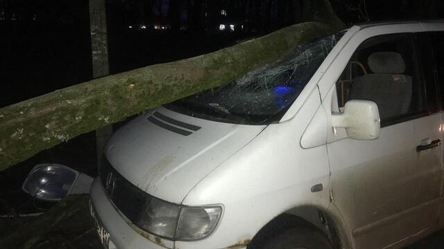 В Калининграде сильный ветер повалил более десятка деревьев  
