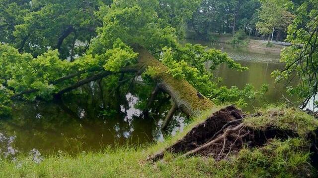 В Южном парке Калининграда рухнуло дерево (фото)
