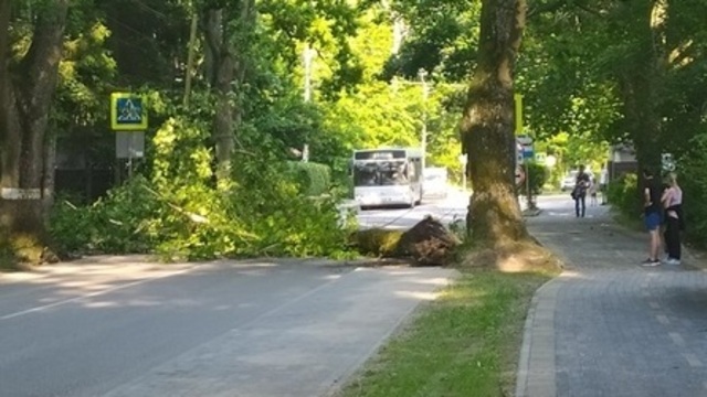 В Отрадном рухнувшее на дорогу дерево пришлось объезжать по велополосам (фото) 