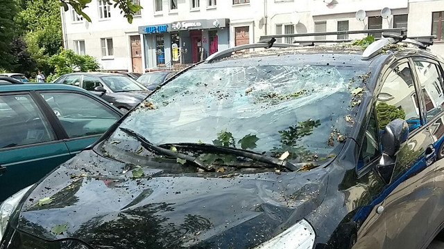 В Калининграде дерево упало на машину, в которой ехала семья с двумя детьми