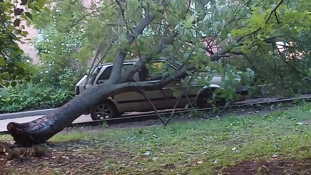 На Омской в Калининграде подгнившее дерево рухнуло на припаркованные машины (фото)