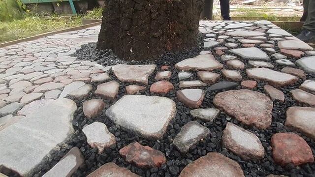 В мэрии рассказали, как защитят корни деревьев на ул. Багратиона