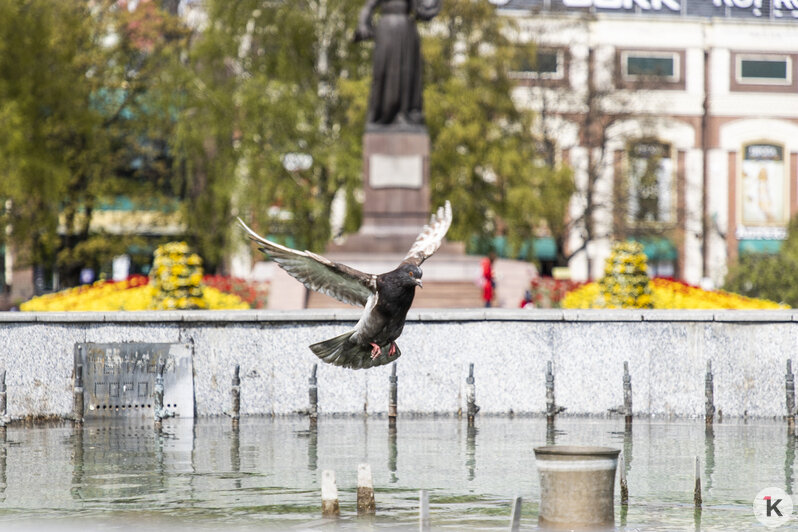 В Калининграде проверили работу городских фонтанов (фото) - Новости Калининграда | Фото: Александр Подгорчук / "Клопс"
