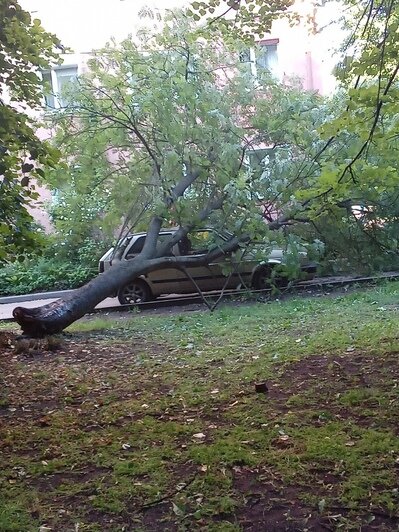 На Омской в Калининграде подгнившее дерево рухнуло на припаркованные машины (фото) - Новости Калининграда