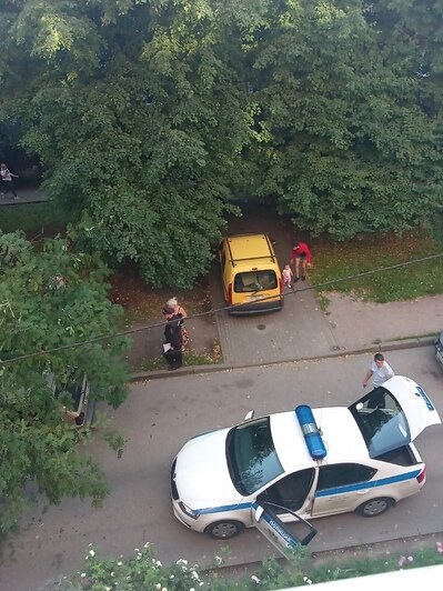 На Омской в Калининграде подгнившее дерево рухнуло на припаркованные машины (фото) - Новости Калининграда
