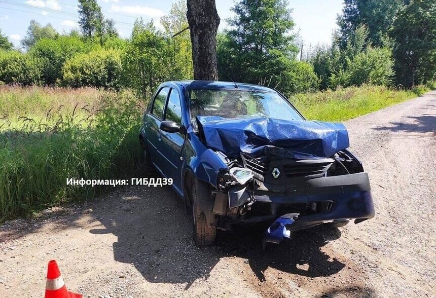 В Озёрском районе легковушка въехала в дерево из-за выбежавшей на дорогу косули - Новости Калининграда | Фото: пресс-служба регионального УМВД