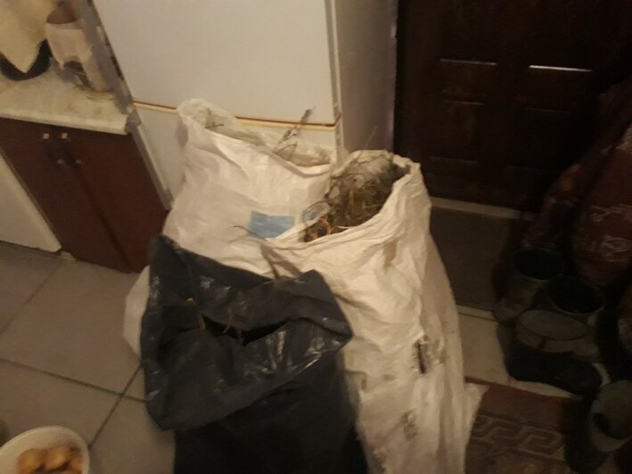 Два жителя Гурьевска вырастили в домашних условиях 77 кустов конопли (фото) - Новости Калининграда | Фото: пресс-служба регионального УМВД